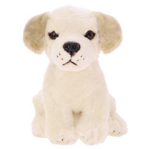 Maskotka pluszak przytulanka Pies Labrador siedzący 20cm 13475 Maskotka pluszak przytulanka Pies Labrador siedzący 20cm 13475