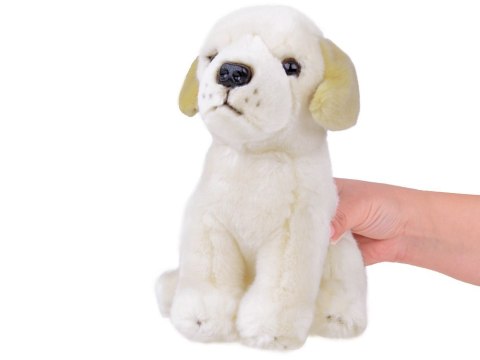 Maskotka pluszak przytulanka Pies Labrador siedzący 20cm 13475 Maskotka pluszak przytulanka Pies Labrador siedzący 20cm 13475