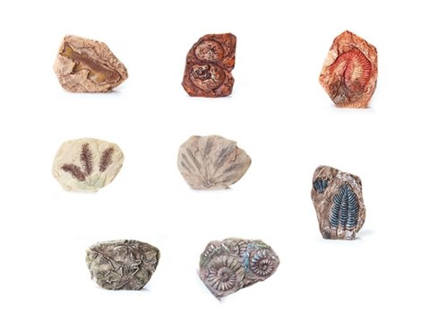 Zestaw archeologiczny Wykop niespodziankę skamieniałe LIŚCIE i KOŚCI ZA5753 Zestaw archeologiczny Wykop niespodziankę skamieniałe LIŚCIE i KOŚCI ZA5753
