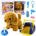 LEAN Toys Pies Pudel Interaktywny Pluszowy Chodzi Szczeka Transporter Akcesoria