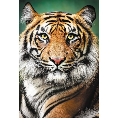 Trefl Puzzle Puzzle - "1500" - Portret tygrysa Trefl 26204 Trefl Puzzle Puzzle - "1500" - Portret tygrysa Trefl 26204